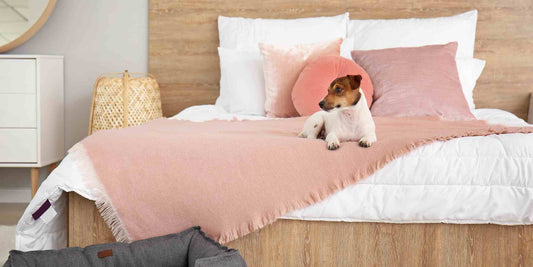 Creating the Perfect Space for You and Your Fur Baby with Pet-Friendly Beds